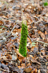 Small tree in moss against the background of a forest