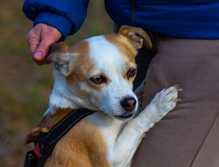 A loving dog snuggled up to its owners leg.
A gentle and trusting relationship between a dog and its owner.

