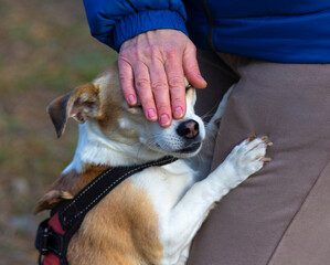 A loving dog snuggled up to its owners leg.
A gentle and trusting relationship between a dog and...