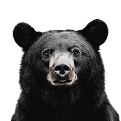 brown bear head