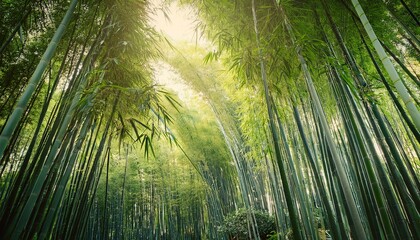 Sunlight streams through a dense bamboo forest, creating a serene and peaceful atmosphere.