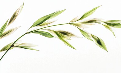 Obraz premium 自然の美しさを表現する緑豊かな葉と穂の静かな描写
