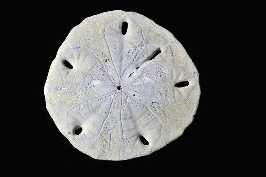 Sand dollar