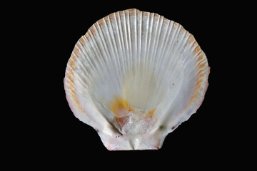 Shell © AlvaroRT