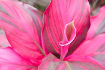 Hanjuang Flower 5
Hanjuang or Red Andong flowers at close range