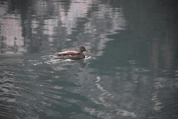 Ente schwimmend auf einem See