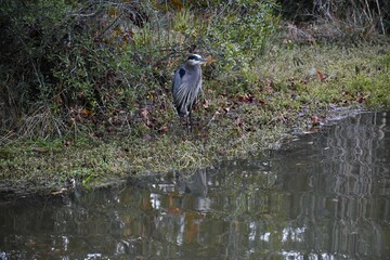 great blue heron in the marsh