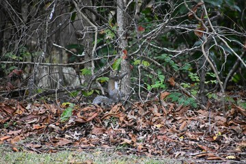 squirrel holding onto tree