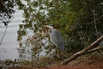 great blue heron on waters edge