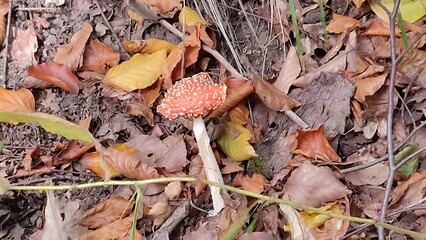 fallen autumn leaves