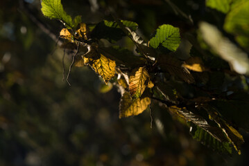 GOLDEN AUTUMN - Colorful leaves in the morning sun