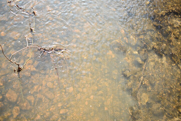 Top view of the bottom of the river with stones and branches