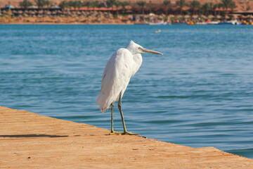 The heron on the pier in Sharm El Sheikh