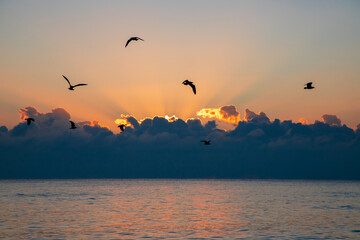 A group of many seagulls in flight at the seashore