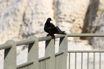 Metal fence in a city park in Israel.