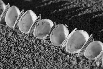 Many seashells aligned on the sand in black and white