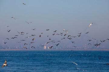 A group of many seagulls flying above the seashore