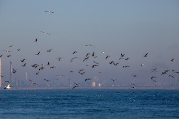 A flock of seagulls flying on the seashore