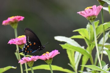 black swallowtail butterfly on zinnia flowers