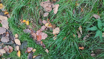 green grass in forest, nature autumn yellow dry leaves, background plants flora