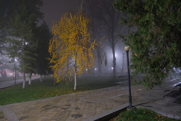 Tall leafless trees against a backdrop of thick fog. Bright streetlight shines through the branches, with a decorative fence and statues visible below. The atmosphere is mysterious and serene.