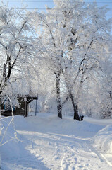 Winter. Huge trees covered in frost, paths covered in snow.j