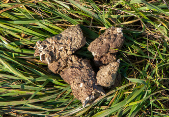 Close-up of wolf droppings on the grass