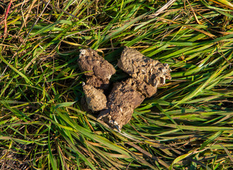 Close-up of jackal droppings on the ground
