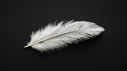 Obraz premium A Single White Feather on Black Background: Minimalist Photography