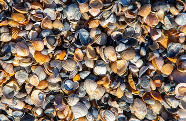 Close-up with background of different shells on the beach