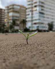 A tiny green sprout emerges from sandy soil with blurred urban buildings in the background, symbolizing growth and resilience.