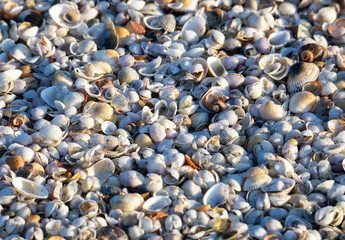 Close-up of various shells on the beach