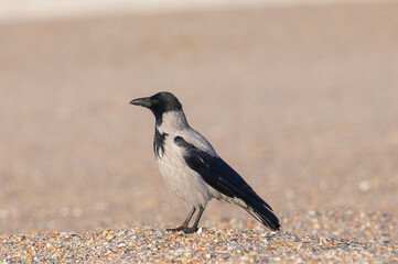 Close-up portrait of a Corvus cornix bird sitting on the ground