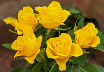 A fresh bouquet of golden yellow roses. Five fresh yellow roses.