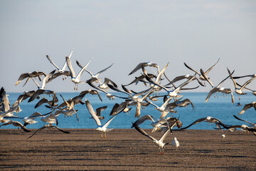 A flock of seagulls flying on the seashore