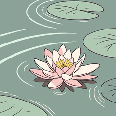 water lily flower