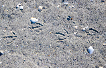 close-up of seagull footprints on the sand