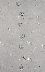 Seagull footprints on the sand