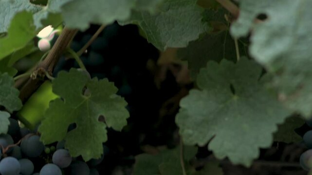 Hojas, racimo de uva y tronco