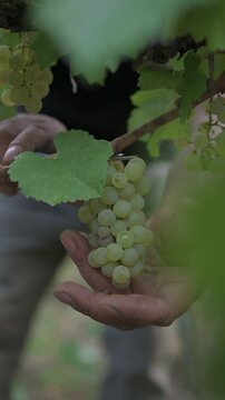 Racimo de uvas blancas rodeado de hojas verdes	