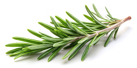 Fototapeta premium A vibrant green rosemary sprig rests on a white surface, showcasing its needle-like leaves, commonly used in cooking for flavor and aroma enhancement