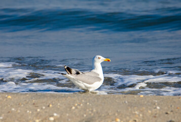 Close-up of a seagull sitting on the seashore