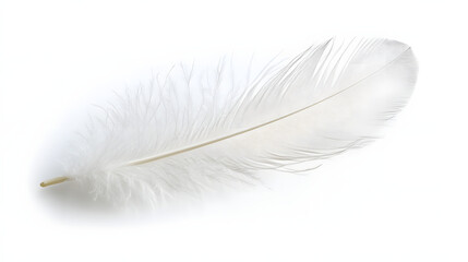 Fototapeta premium White feather on white background