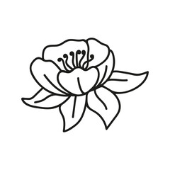 Summer magnolia botanical illustrations. Hand drawn linear flower doodle.