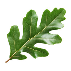 green oak leaf