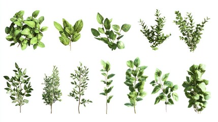 A collection of various green leaves and plant branches for design or culinary use.