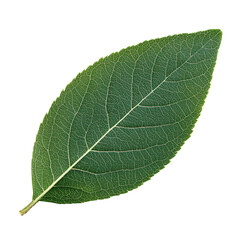 green leaf isolated on white background