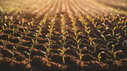 Fototapeta premium Golden Hour Growth: Rows of vibrant young plants emerge from rich soil, bathed in the warm glow of sunrise, symbolizing new beginnings, growth, and the promise of a bountiful harvest. 