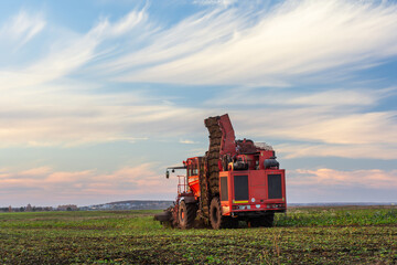 Obraz premium Beet harvester. Harvesting sugar beets at the end of the autumn season