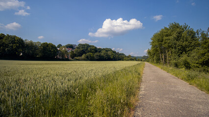  A peaceful countryside path surrounded by lush green wheat fields and trees under a clear blue sky.